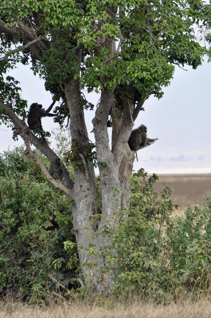 Ngorongoro