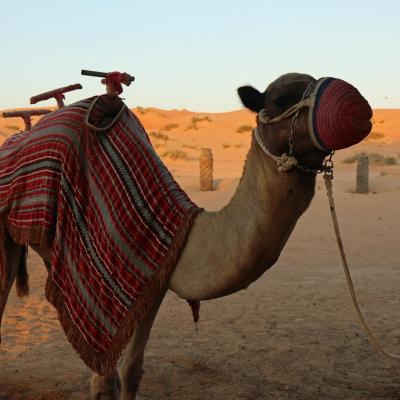 In the desert