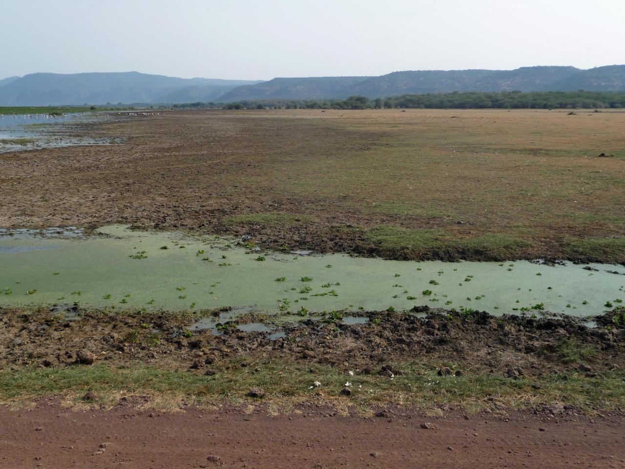 Manyara lake
