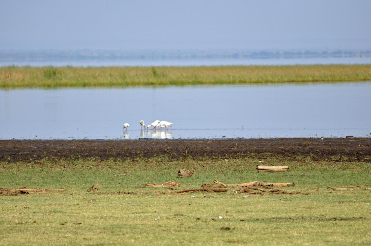Manyara lake