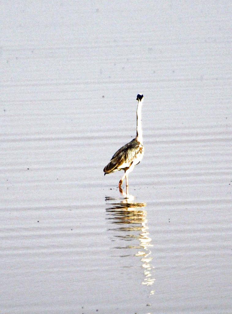 Manyara lake