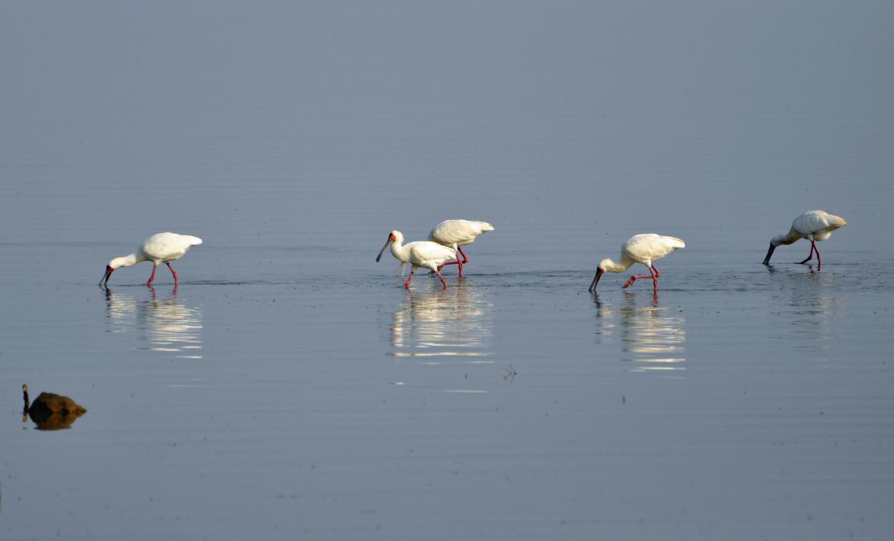 Manyara lake