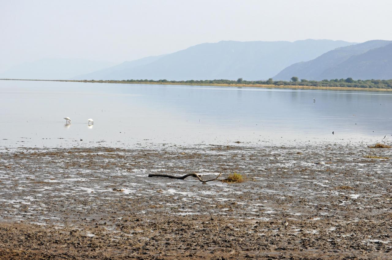 Manyara lake