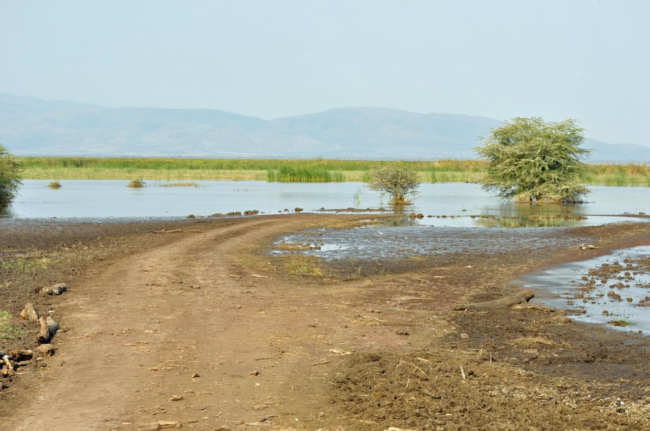 Manyara lake
