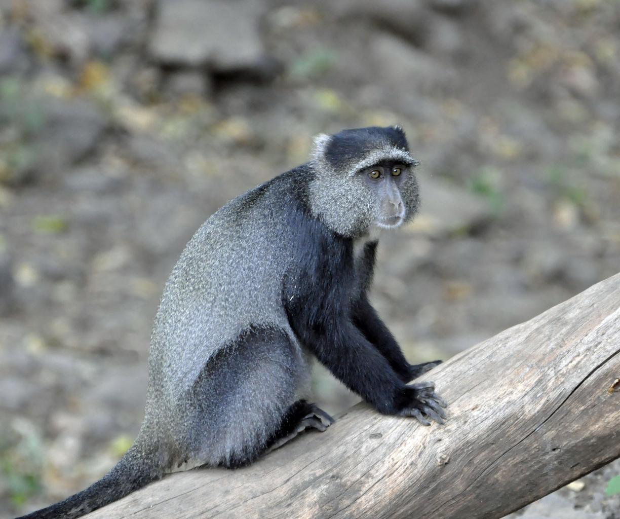 Manyara lake