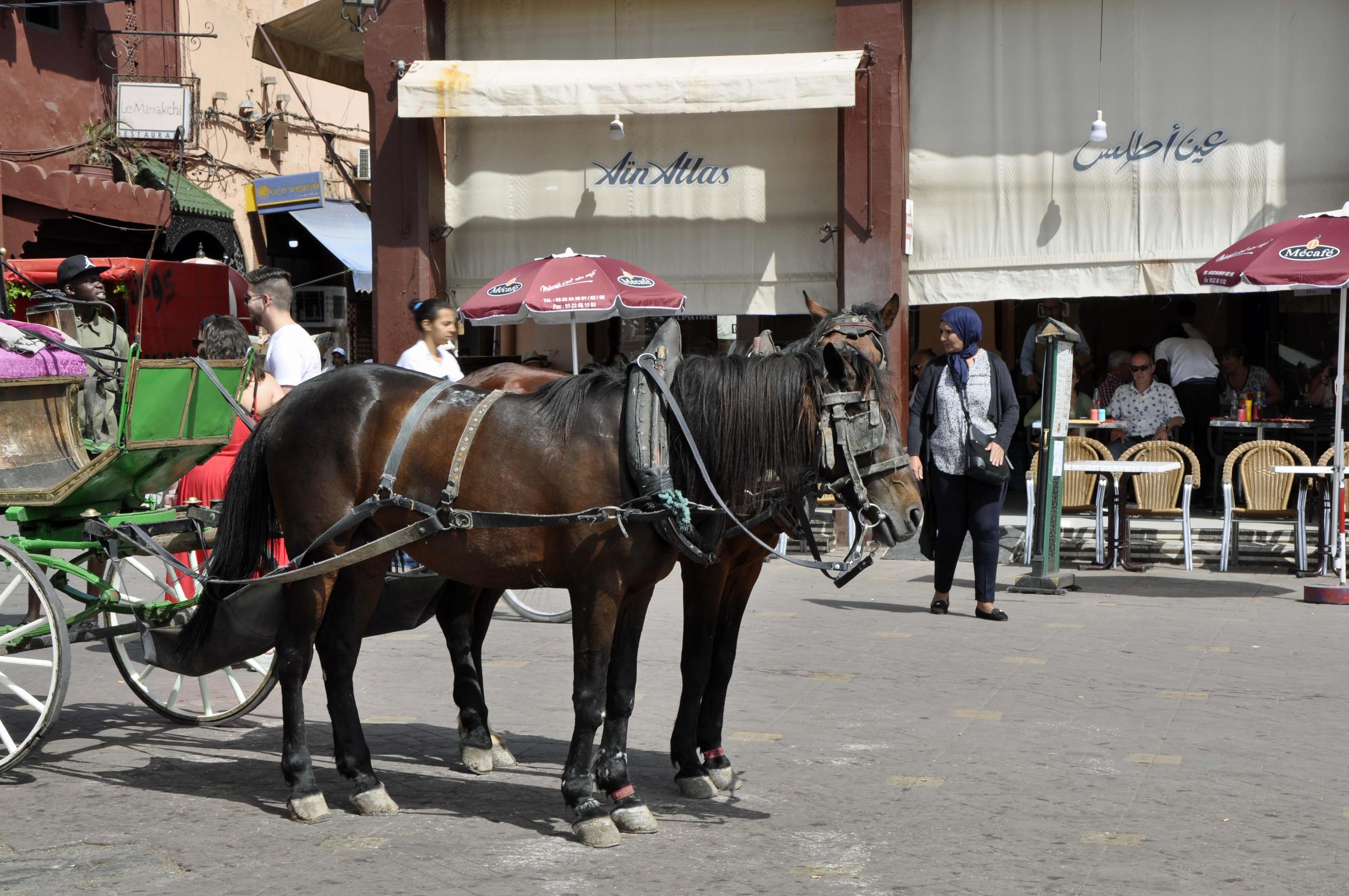 _DSC0295 (Copy)