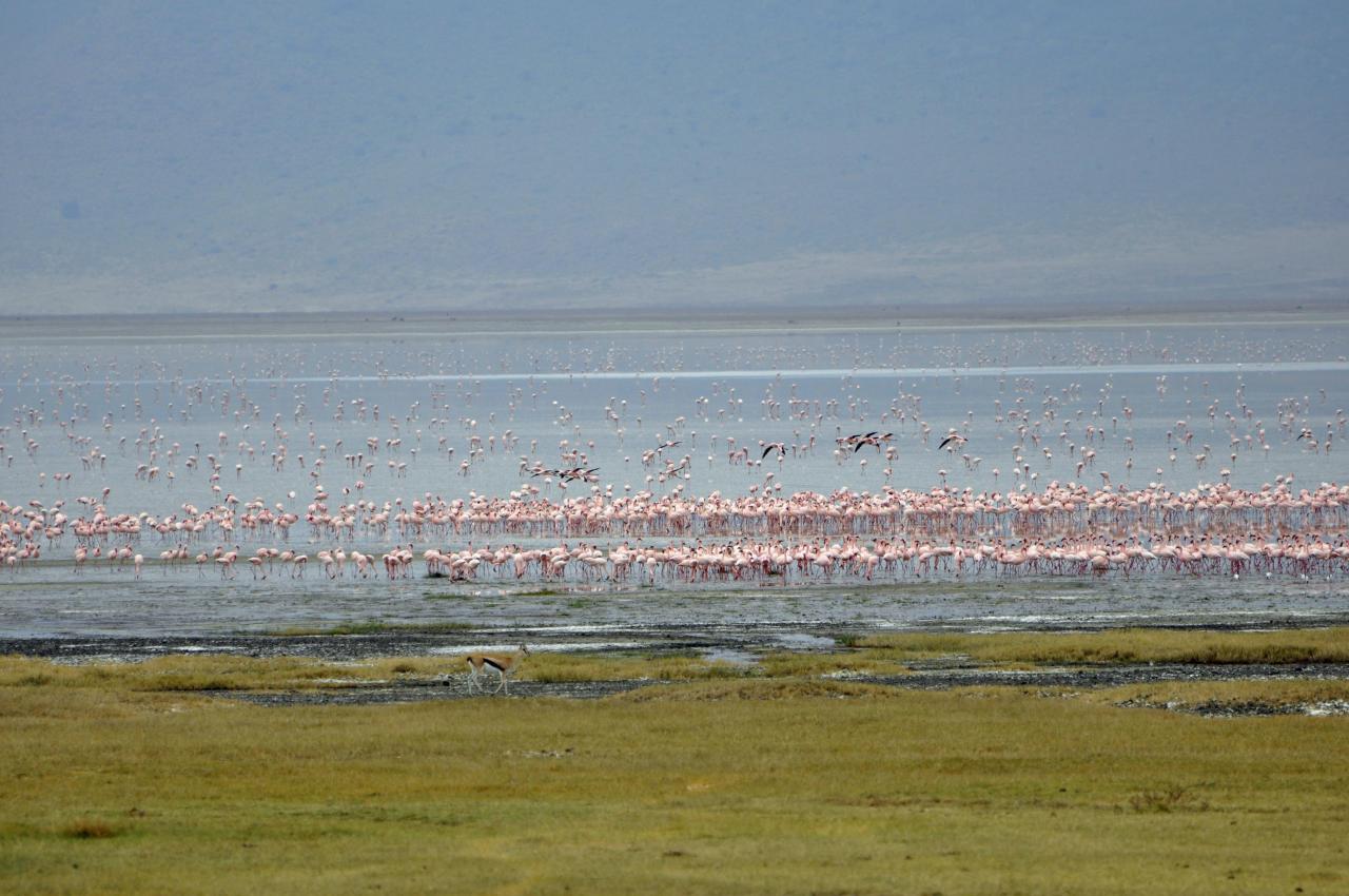 Ngorongoro