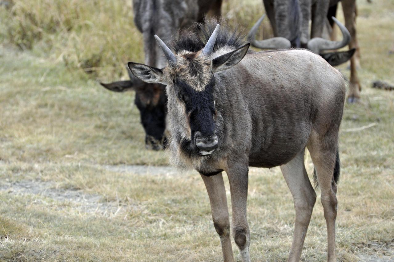 Ngorongoro