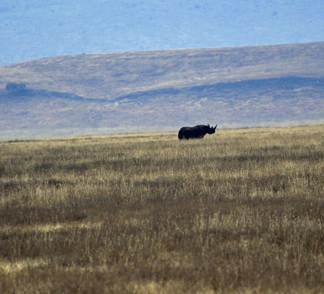 Ngorongoro