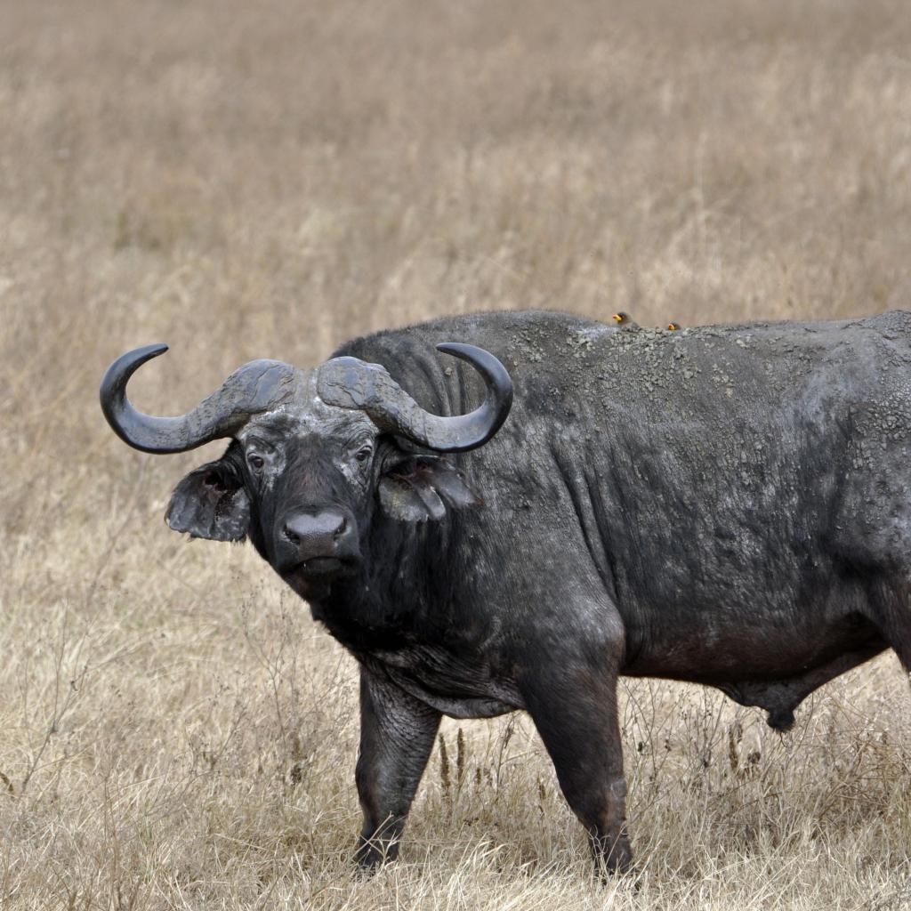 Ngorongoro