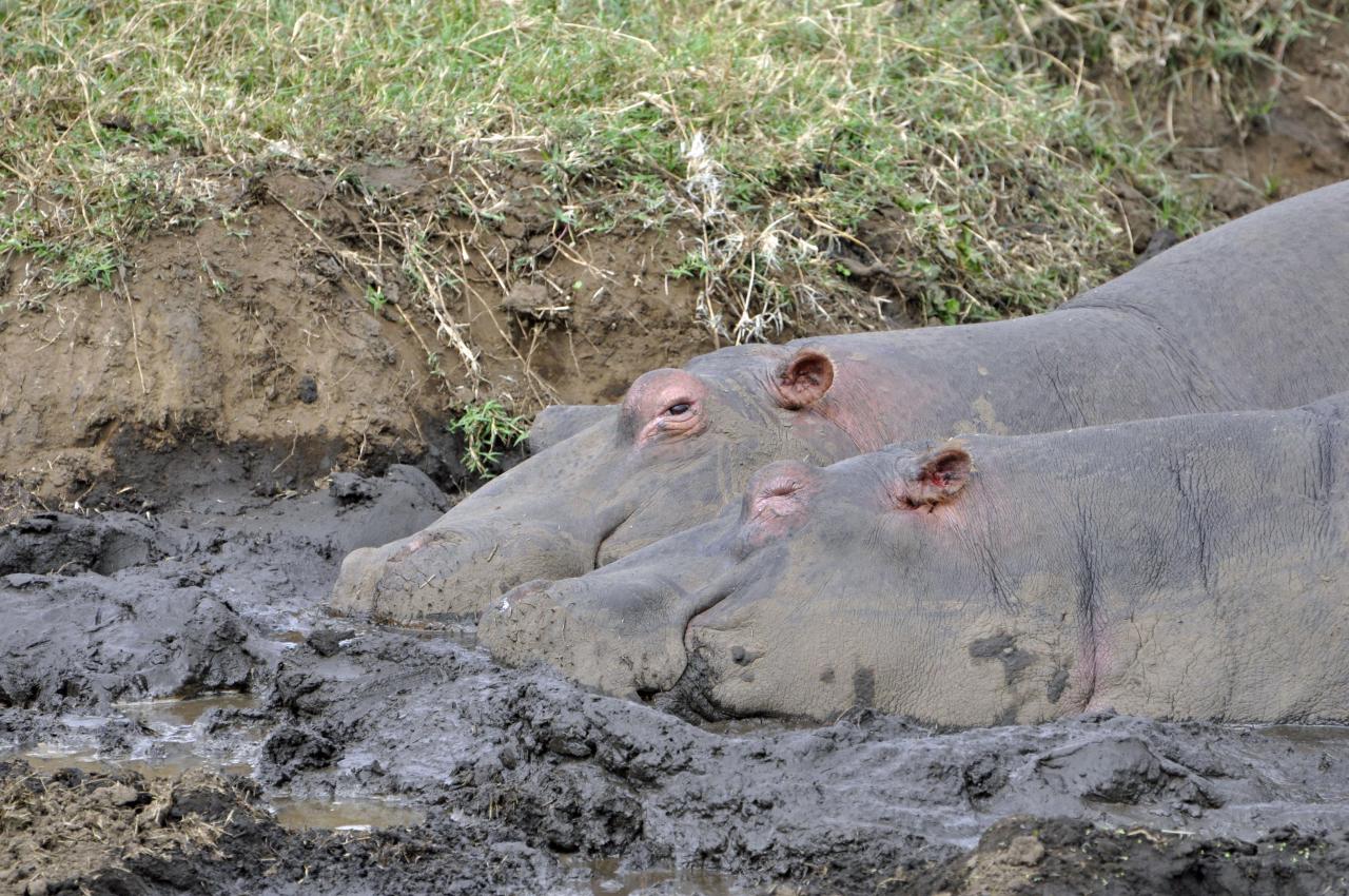 Ngorongoro