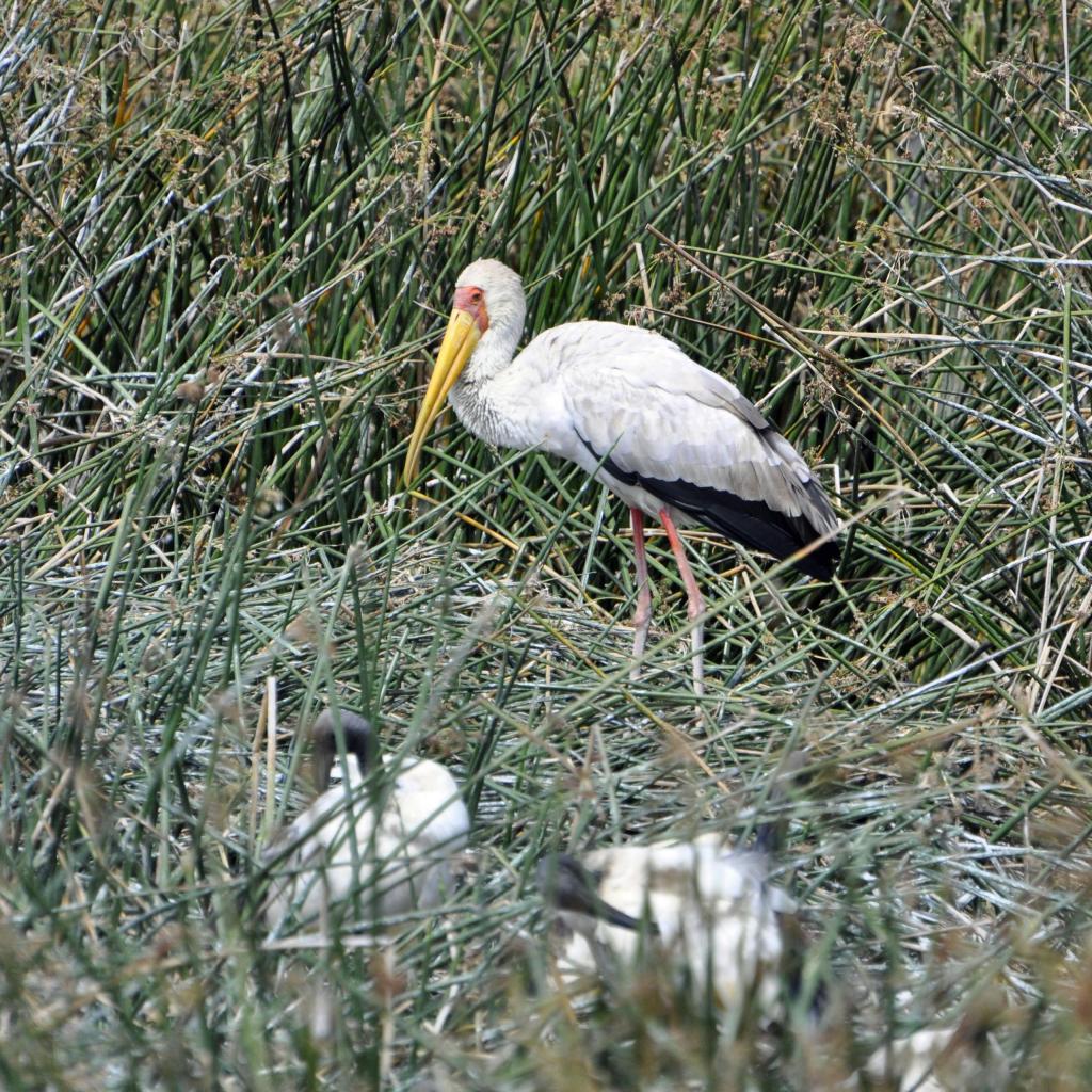 Ngorongoro
