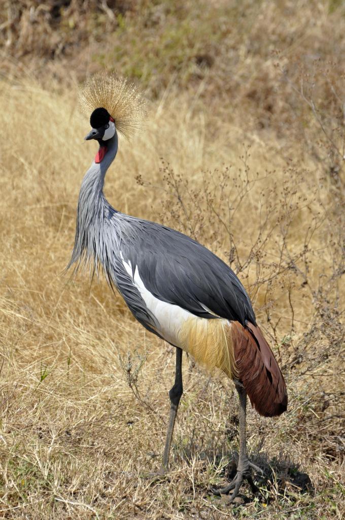 Ngorongoro