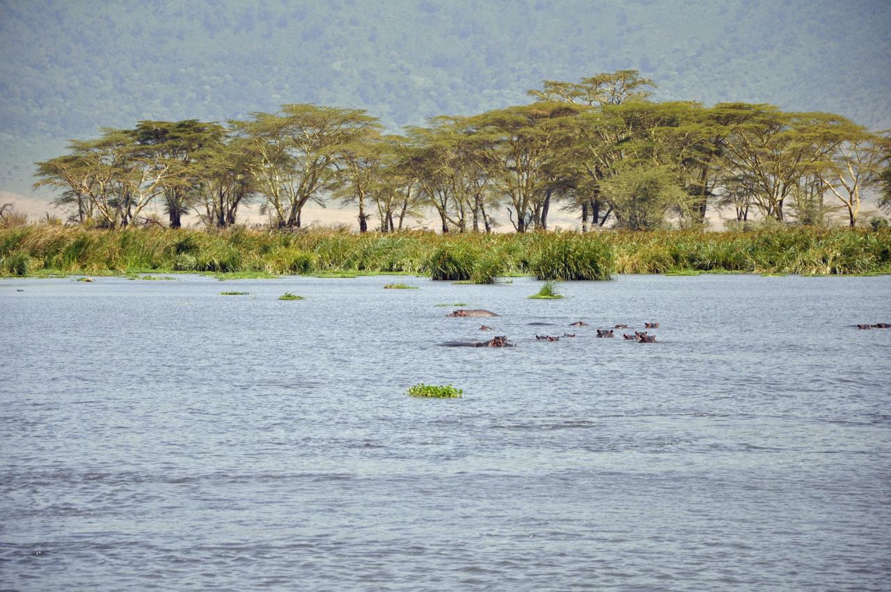 Ngorongoro