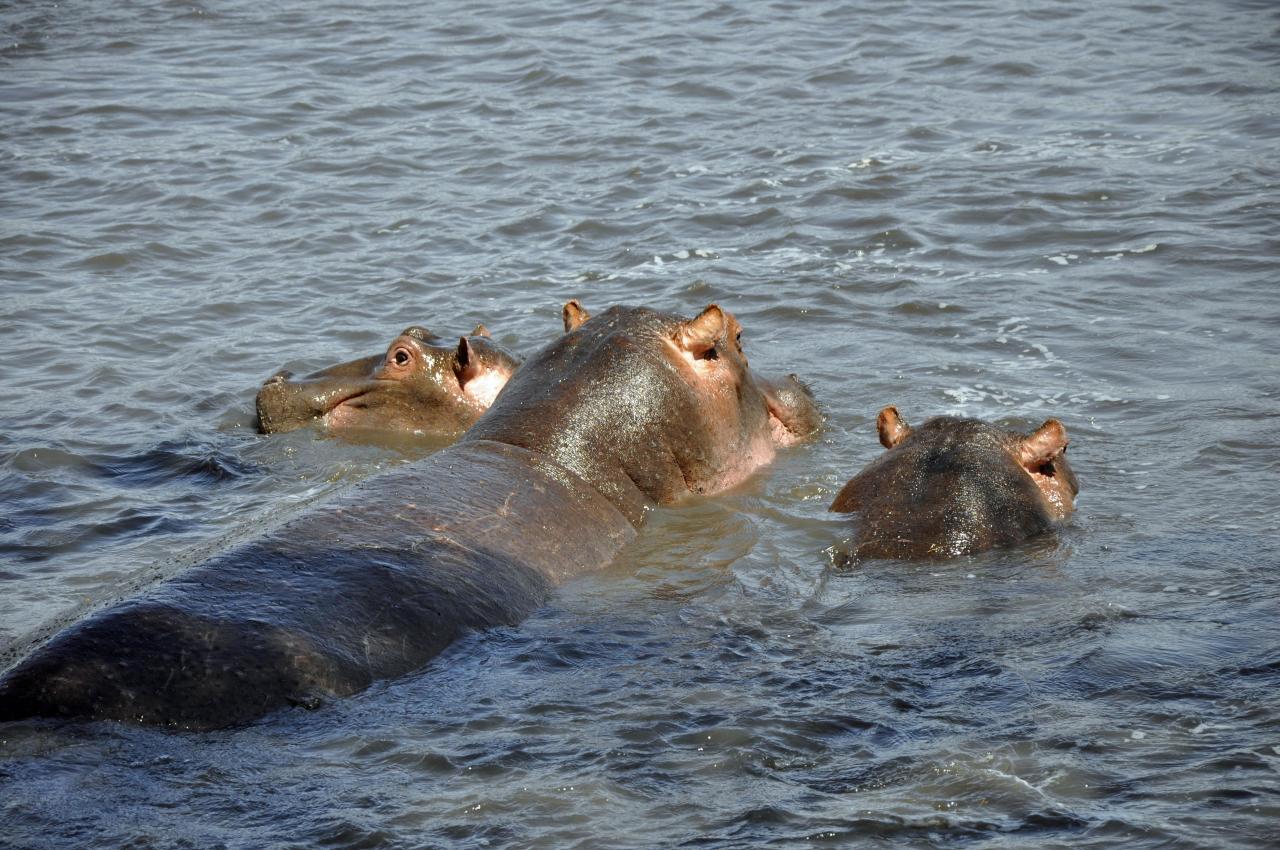 Ngorongoro