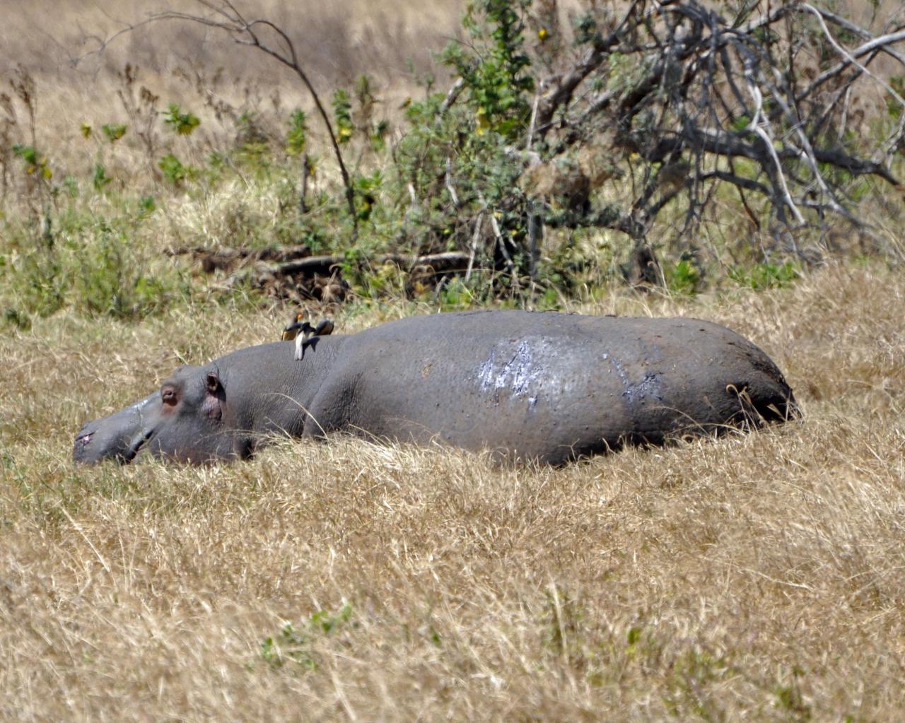 Ngorongoro