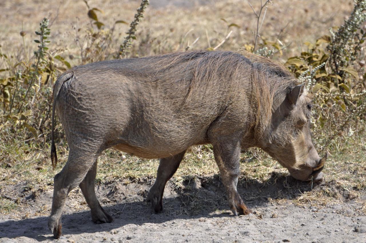 Ngorongoro