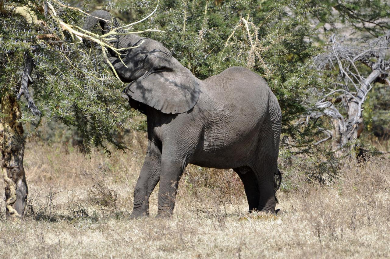 Ngorongoro