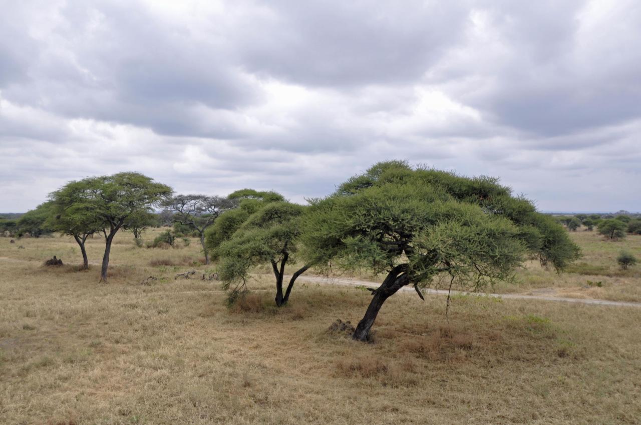 Tarangire