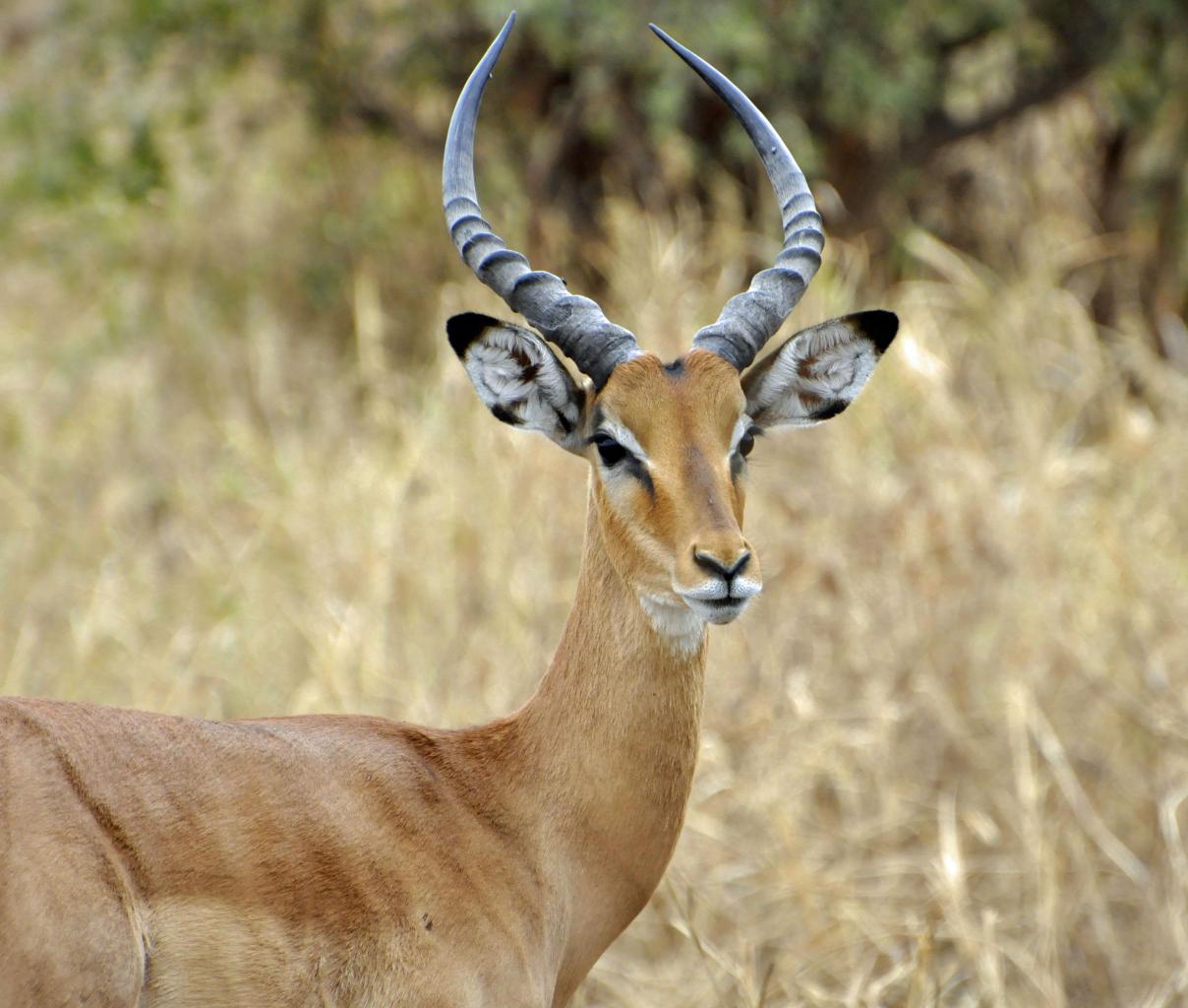 Tarangire