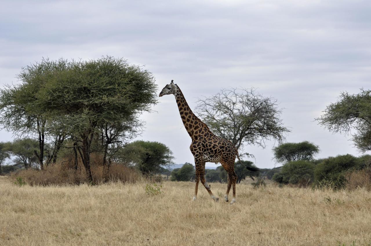 Tarangire