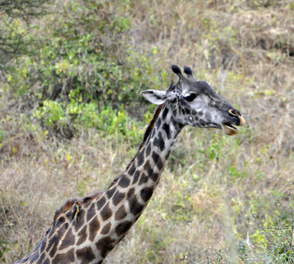 Tarangire