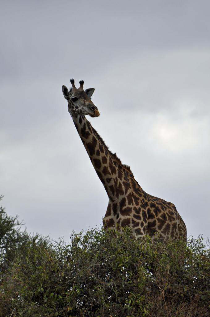 Tarangire