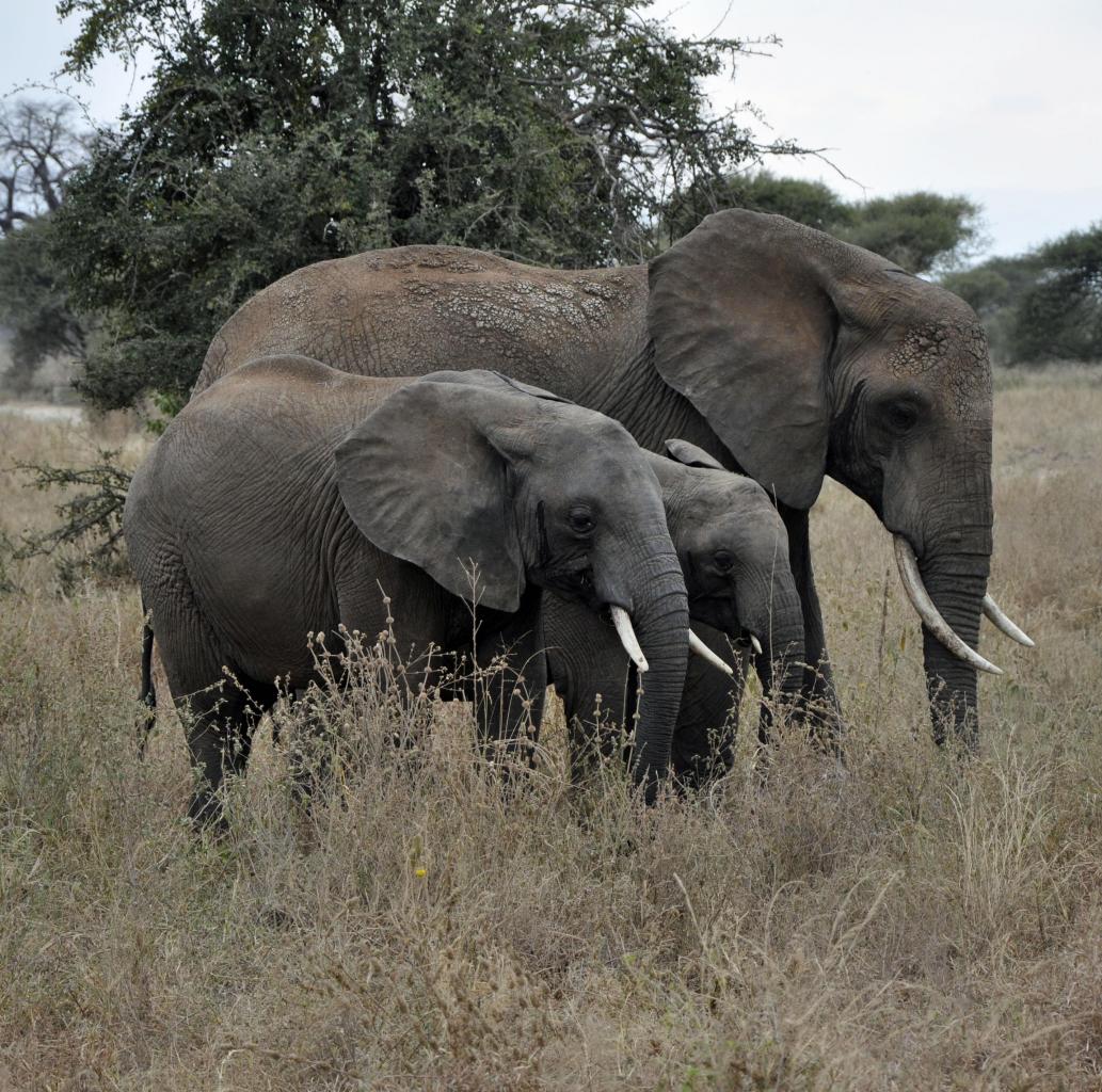 Tarangire