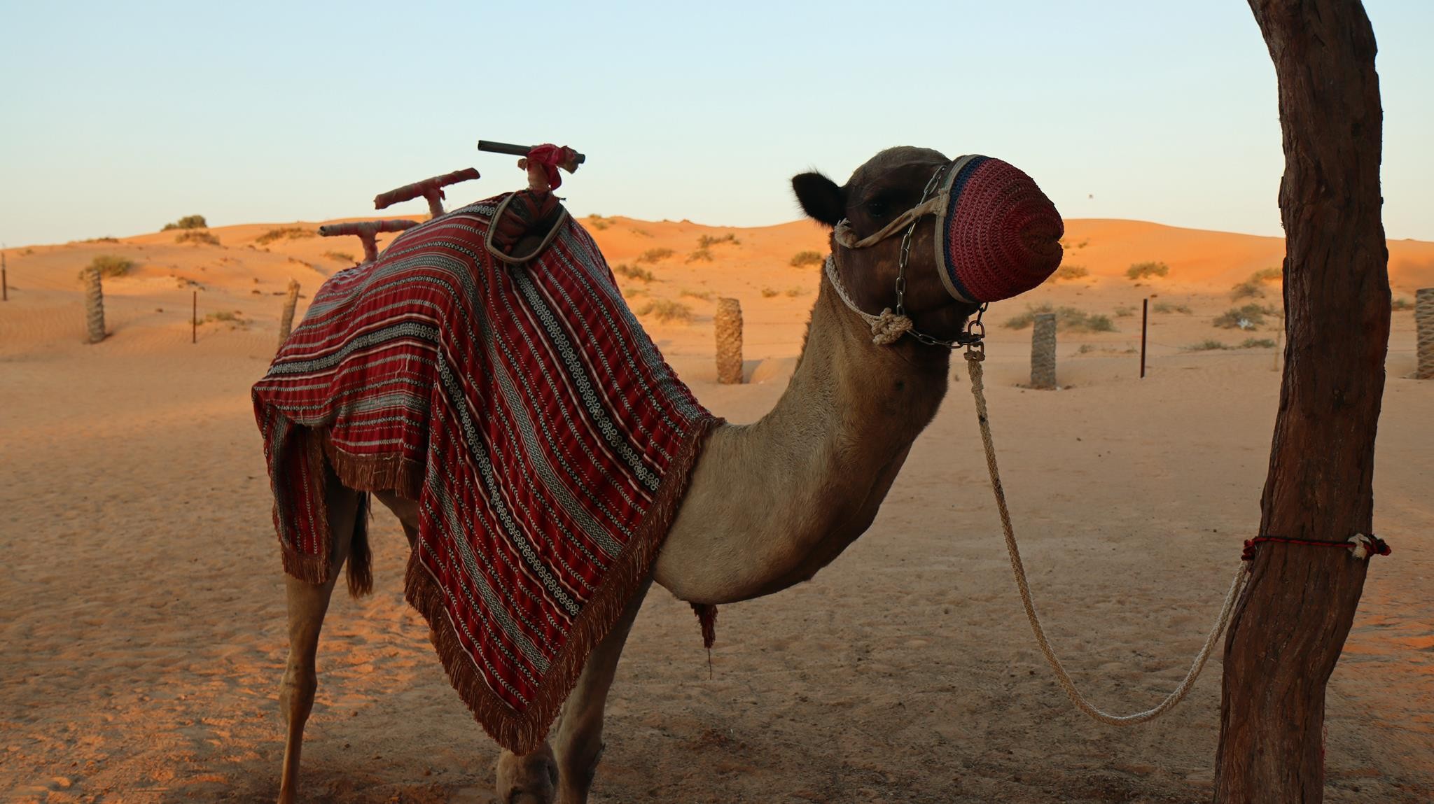In the desert